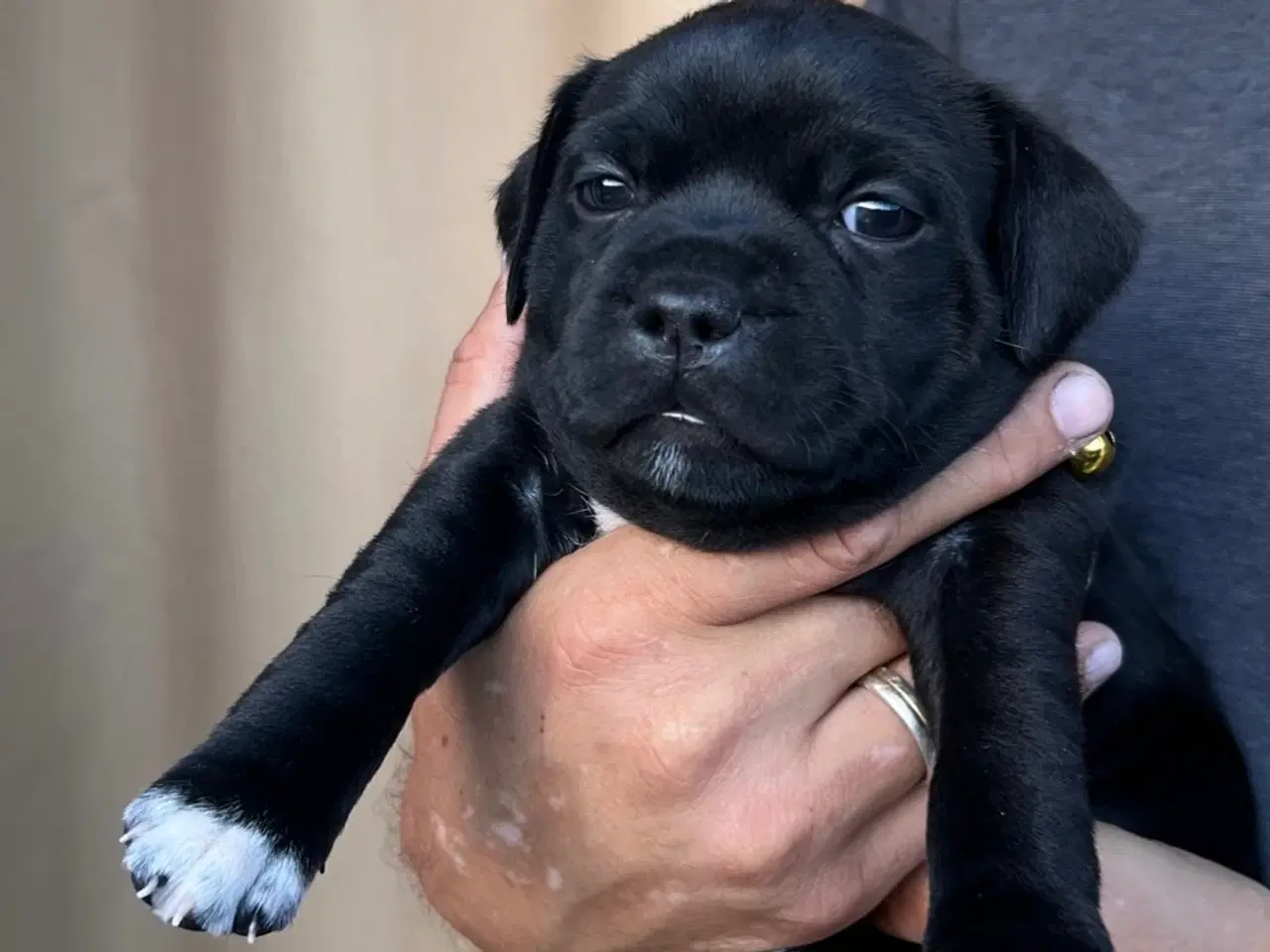 Billede 4 - Staffordshire Bull terrier