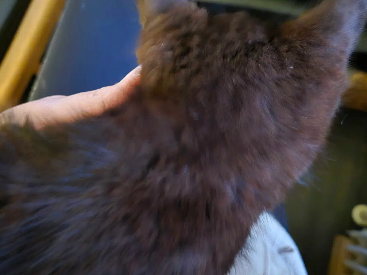 Billede 5 - Main coon x siameser/ragdol 