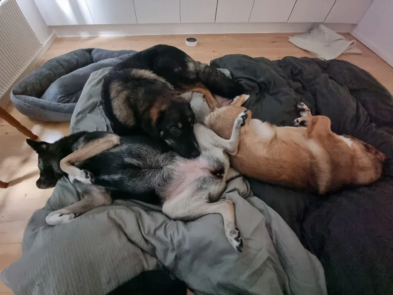 Billede 11 - Basse søger 4ever familie💙