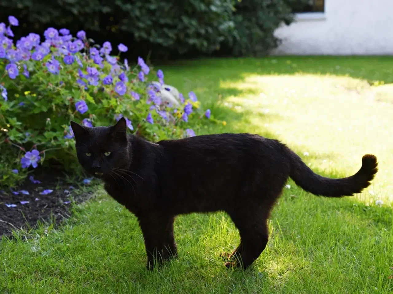 Billede 7 - Statslig sort hankat søger et roligt, kærligt hjem