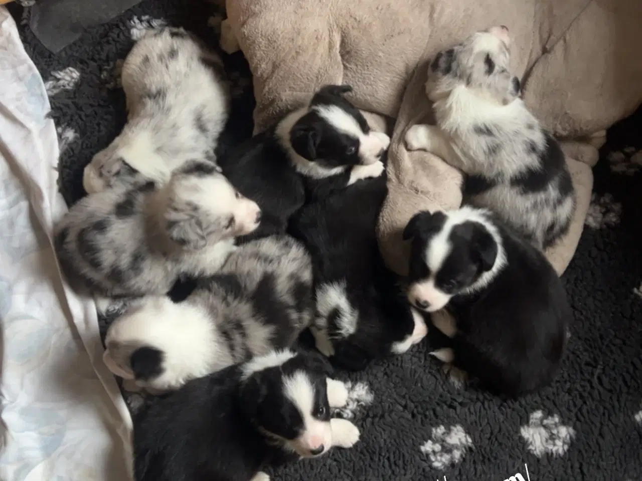 Billede 4 - Welsh Corgi Cardigan Hvalpe