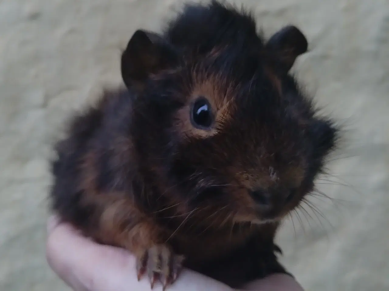 Billede 2 - 2 veninder, hun marsvin