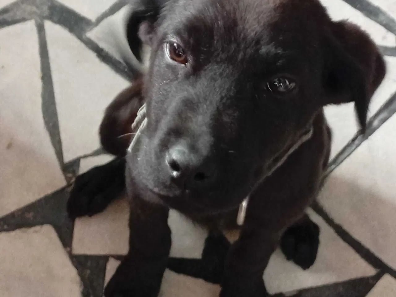 Billede 4 - Labrador Retriever.