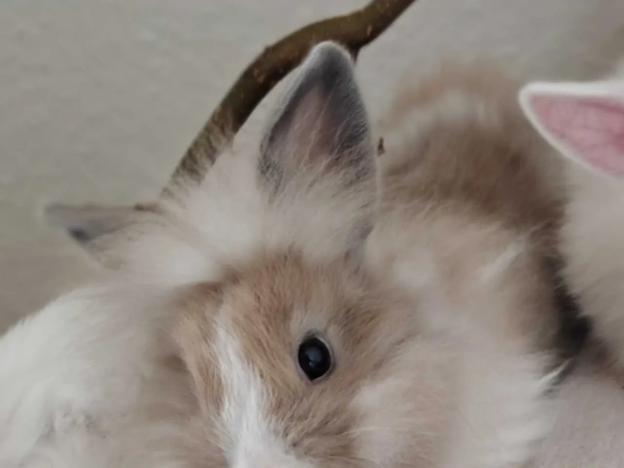 Billede 4 - Find Din Perfekte Kanin Her 🐰