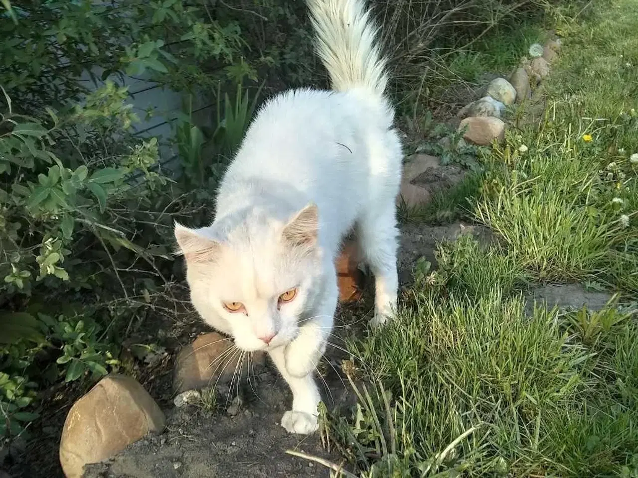 Billede 4 - Trefarvet Maine Coon Bla. 🐈