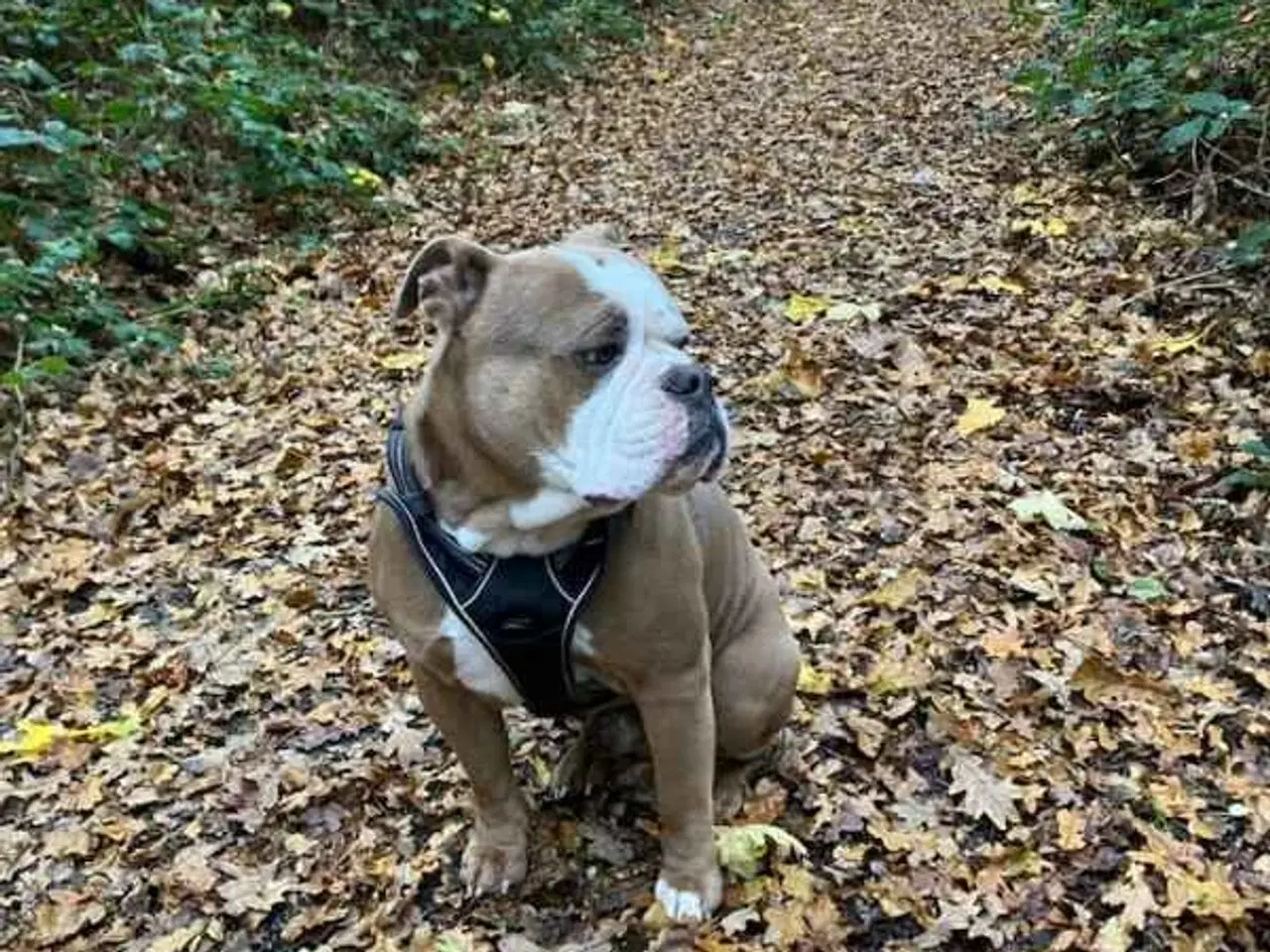 Billede 2 - Verdens bedste Watson 