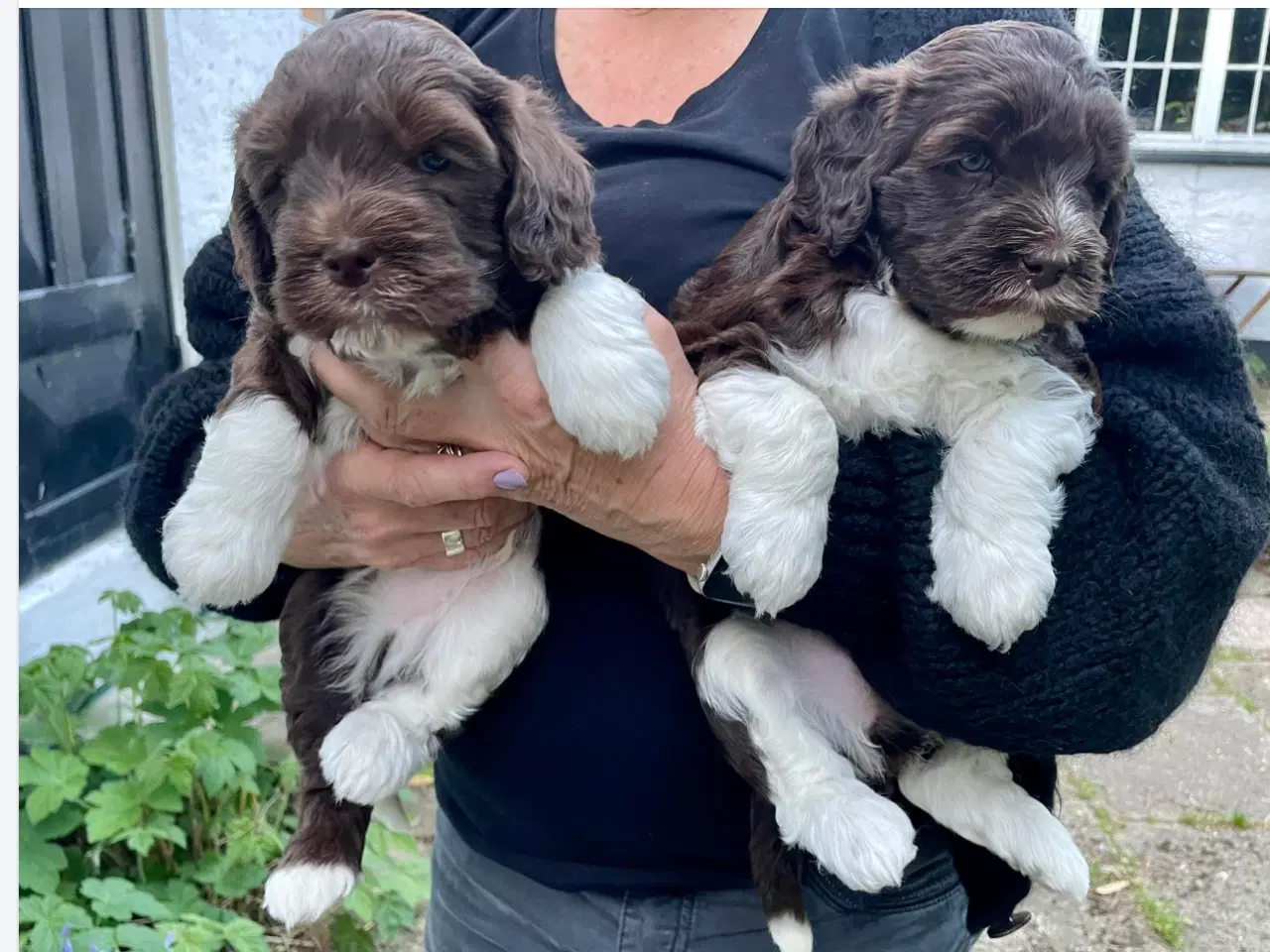 Billede 5 - Labradoodlehvalpe 2026