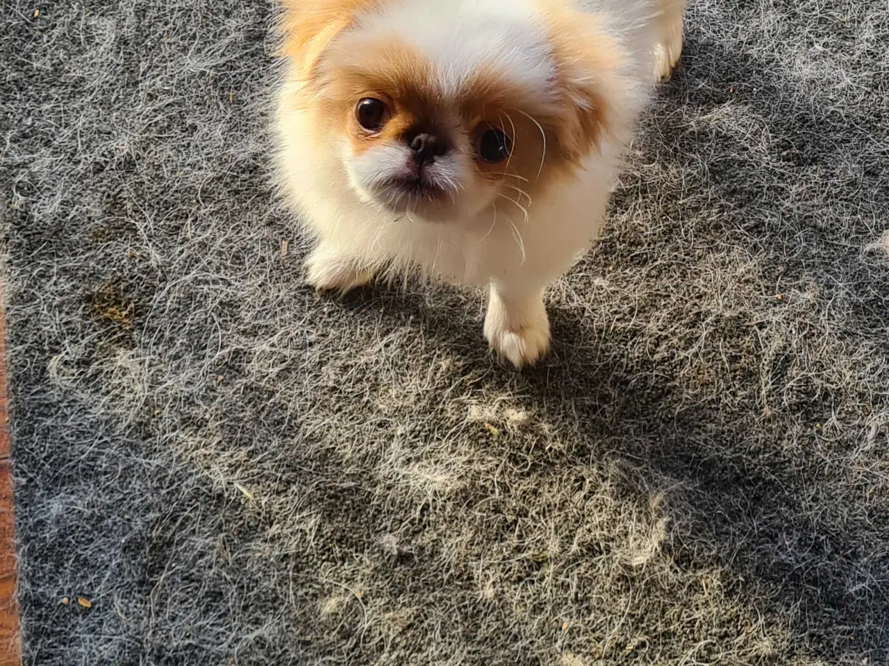 Billede 2 - Japanese chin 