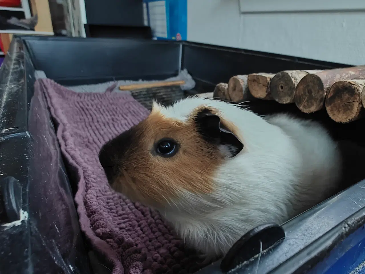 Billede 5 - 🐹🦸‍♂️ Supermand & Batmand søger nyt heltehjem 🦸