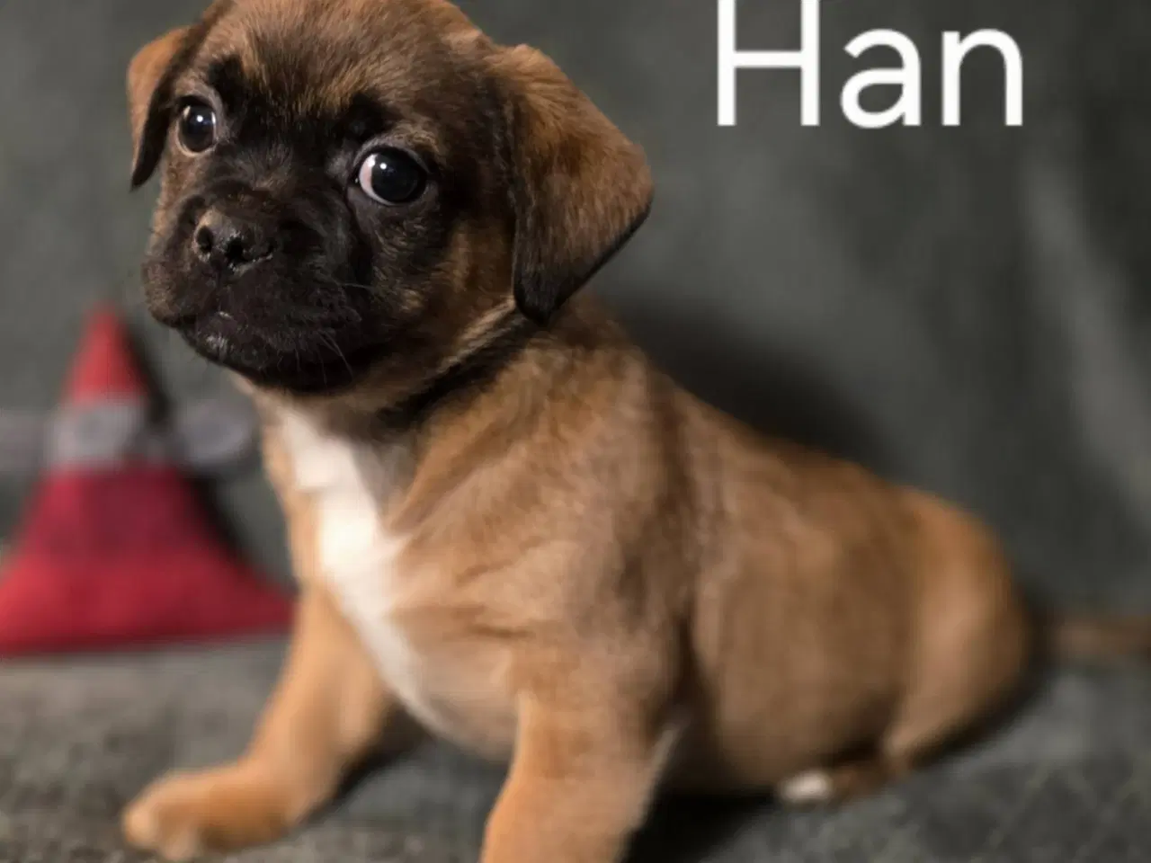 Billede 4 - Jack Russel Mix