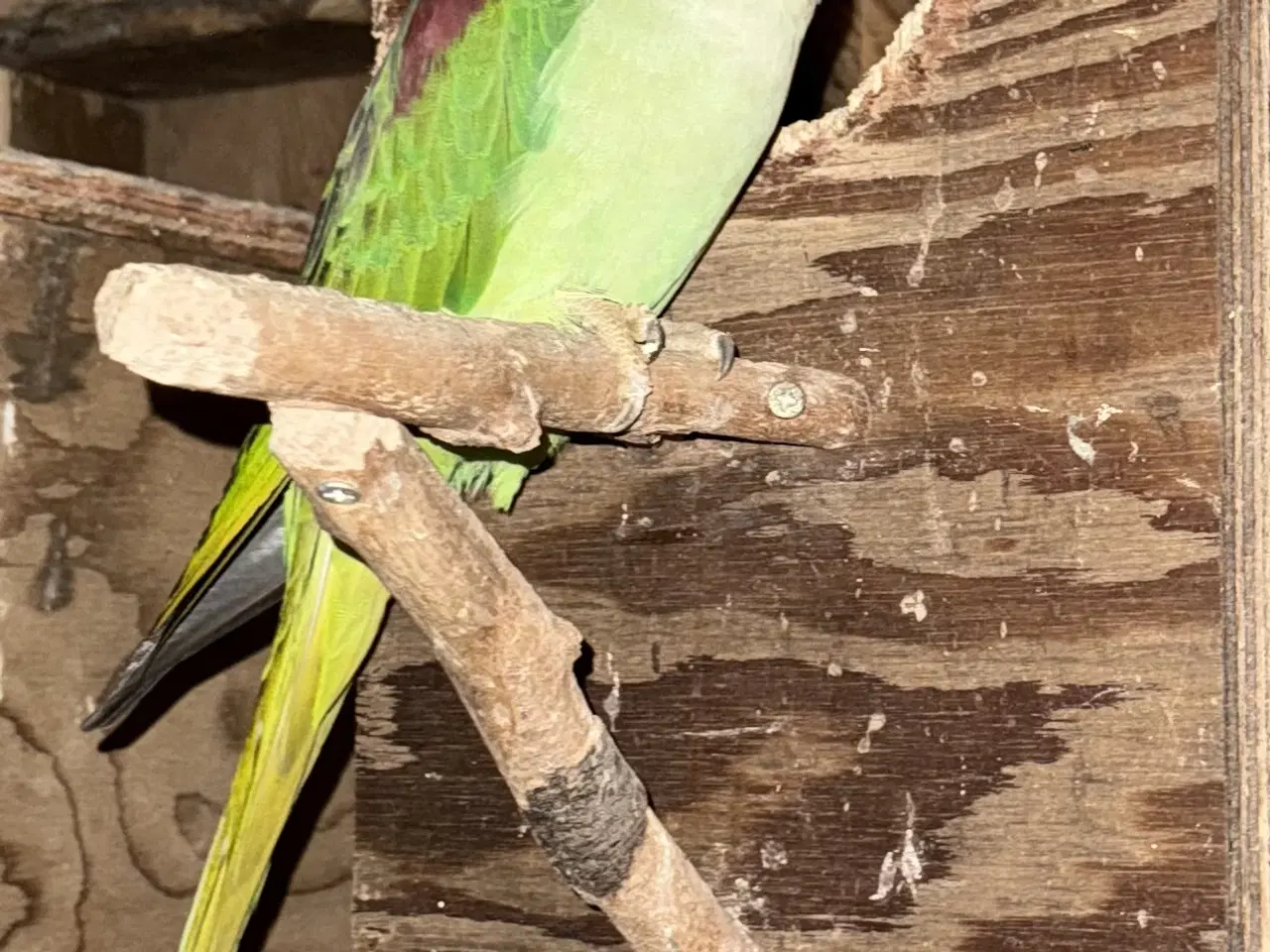 Billede 2 - Konge Alexanderparakit 