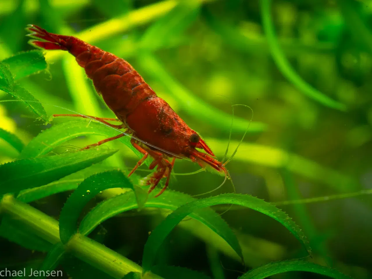 Billede 4 - Red Cherry Shrimp, (Neocaridina davidi)