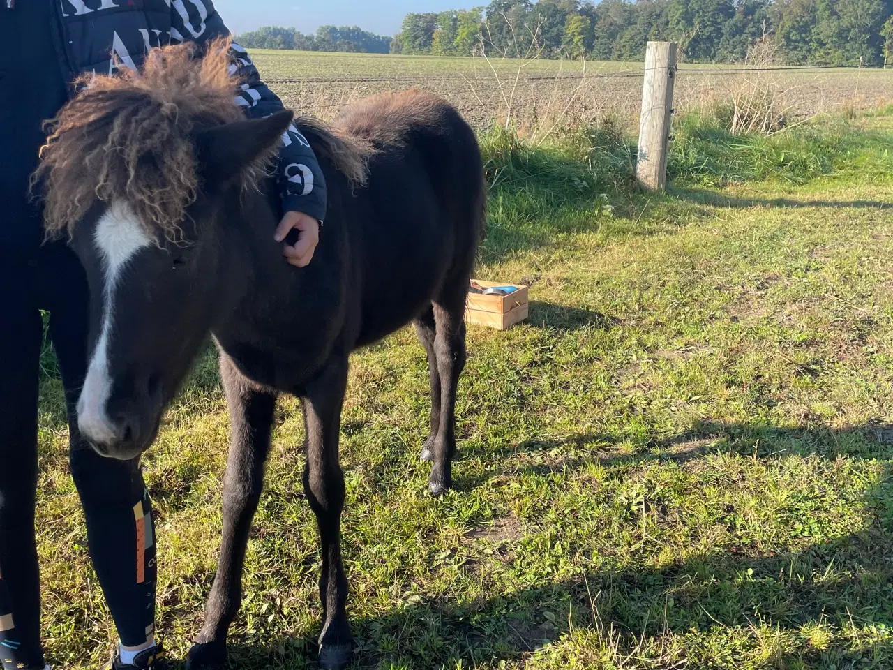 Billede 1 - Smuk islandsk føl