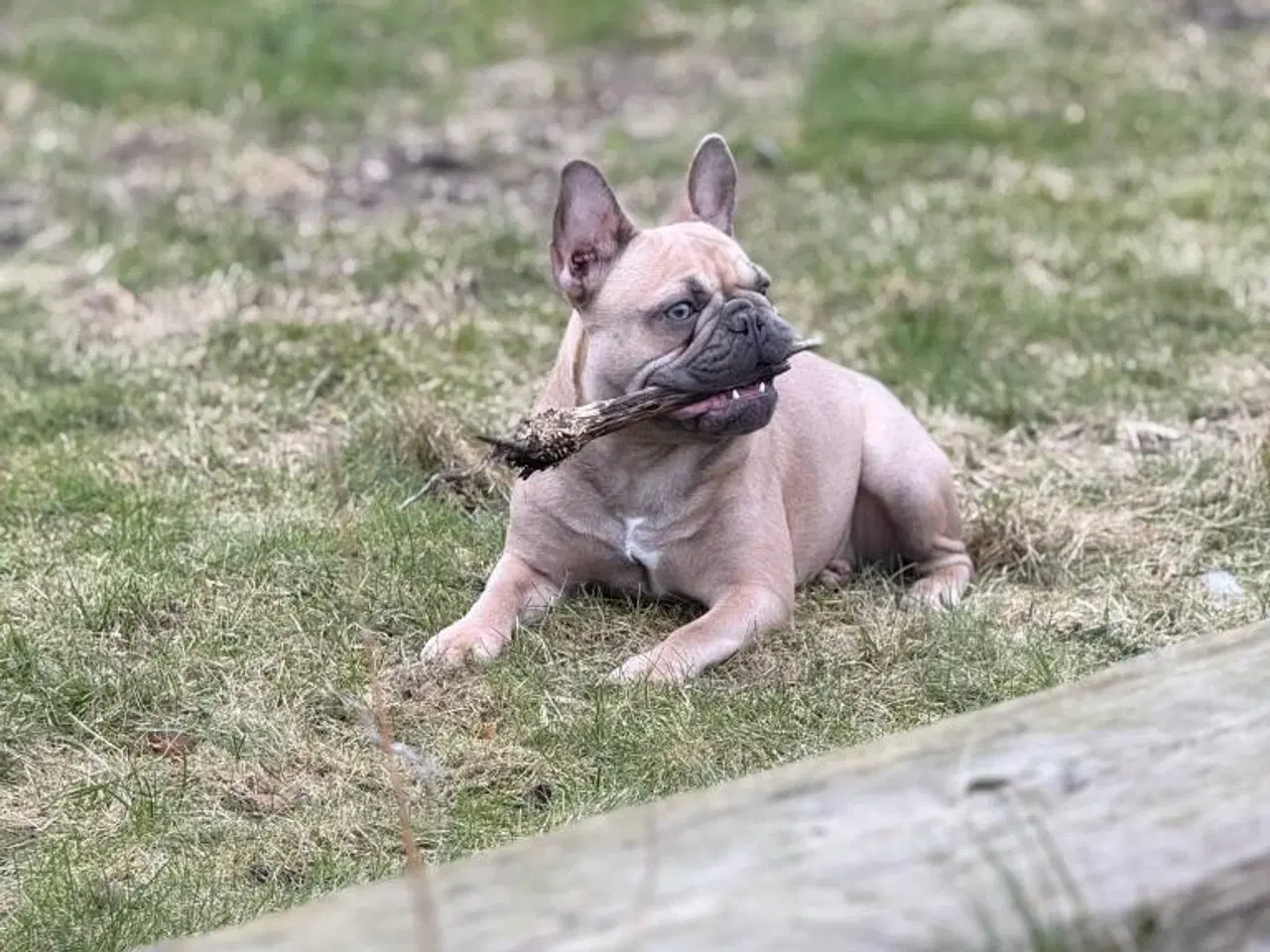Billede 2 - Fransk bulldog 