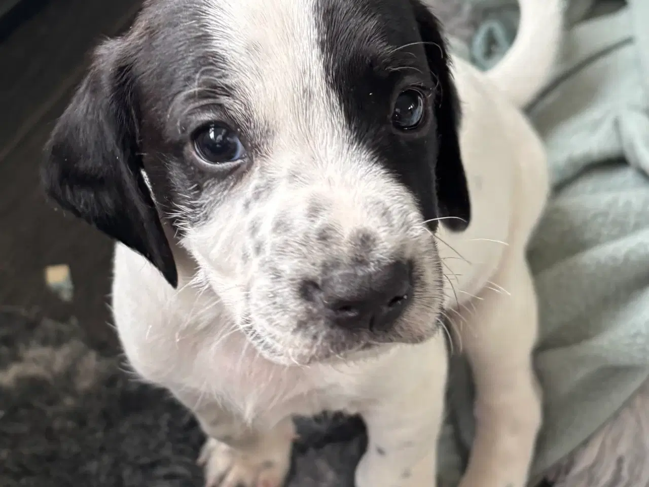 Billede 11 - Ft springer spaniel 
