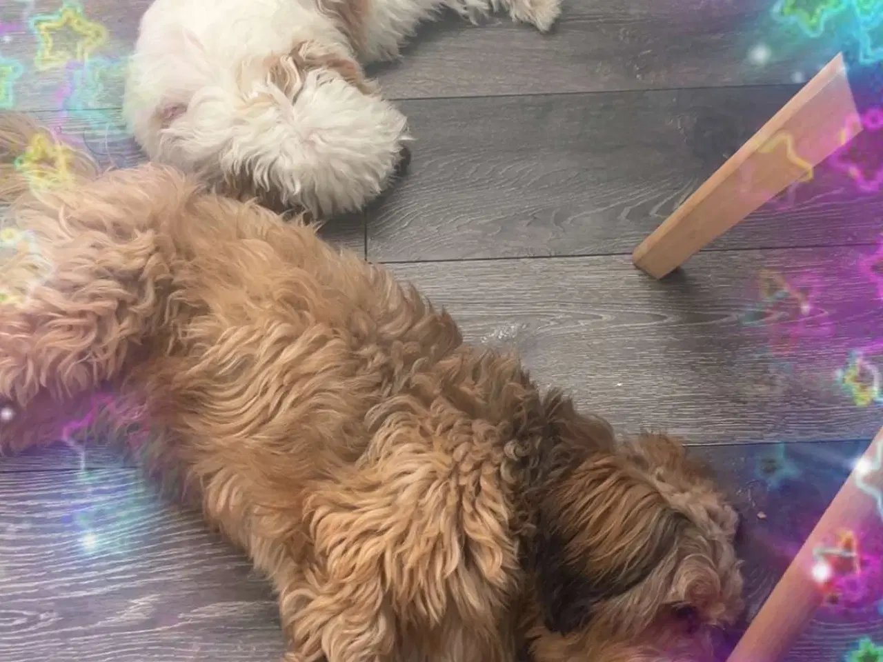 Billede 12 - Fantastisk dejlige familiehund vi er klar til besø