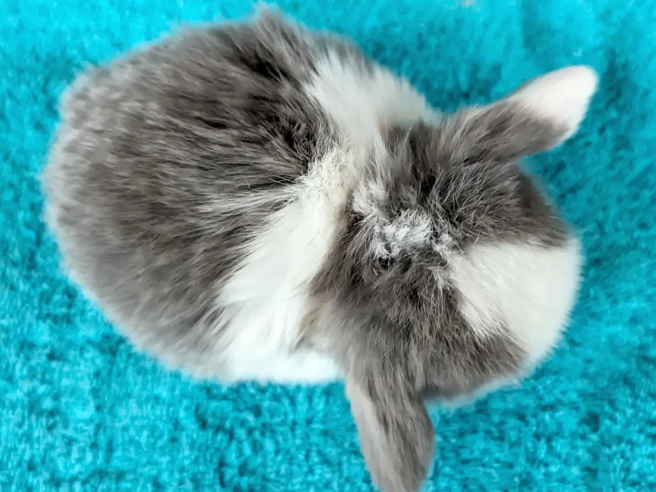 Billede 6 - Minilop kaninunge sælges 