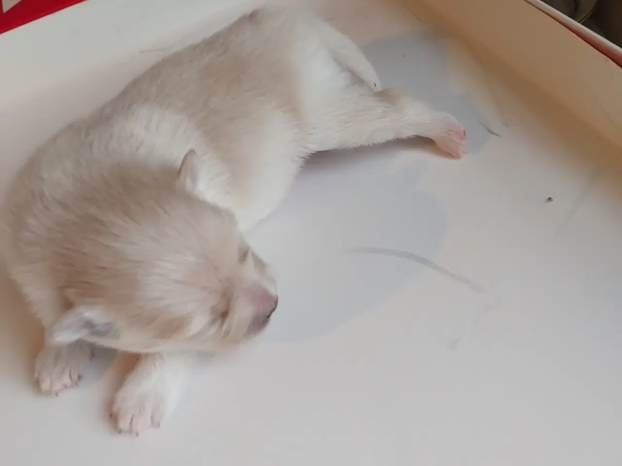 Billede 2 - Ægte Pomeranian hvalpe 2 stk