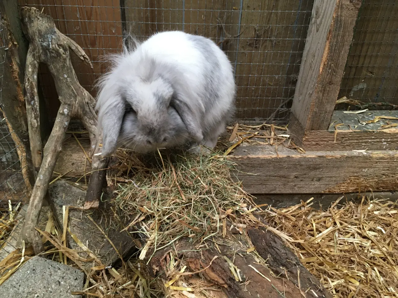 Billede 5 - Smuk Løvehoved pige på ca 7 mdr