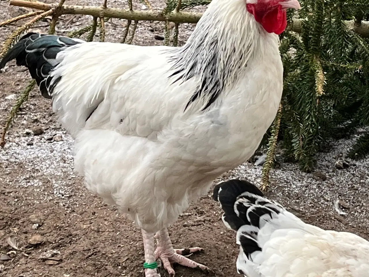 Billede 1 - Lys Sussex unge haner, (stor) og Araucana bl. Hane