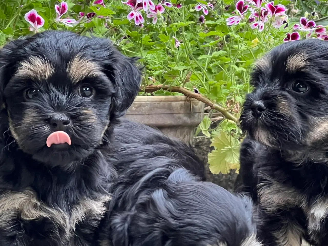 Billede 2 - 🌸Skønne Bichon Havanais 🌸
