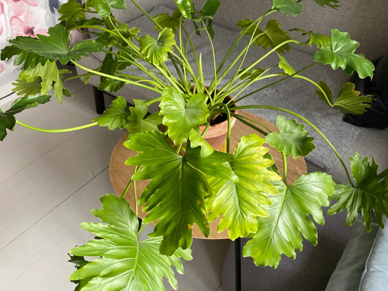 Billede 1 - Grøn sund plante