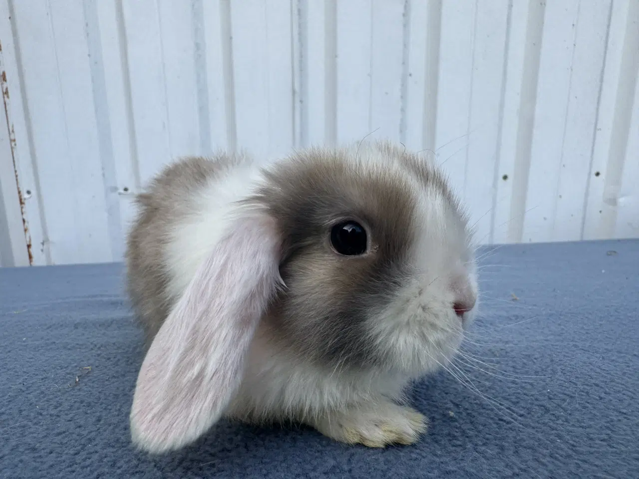 Billede 6 - Dværgvædder/Mini lop hunkanin