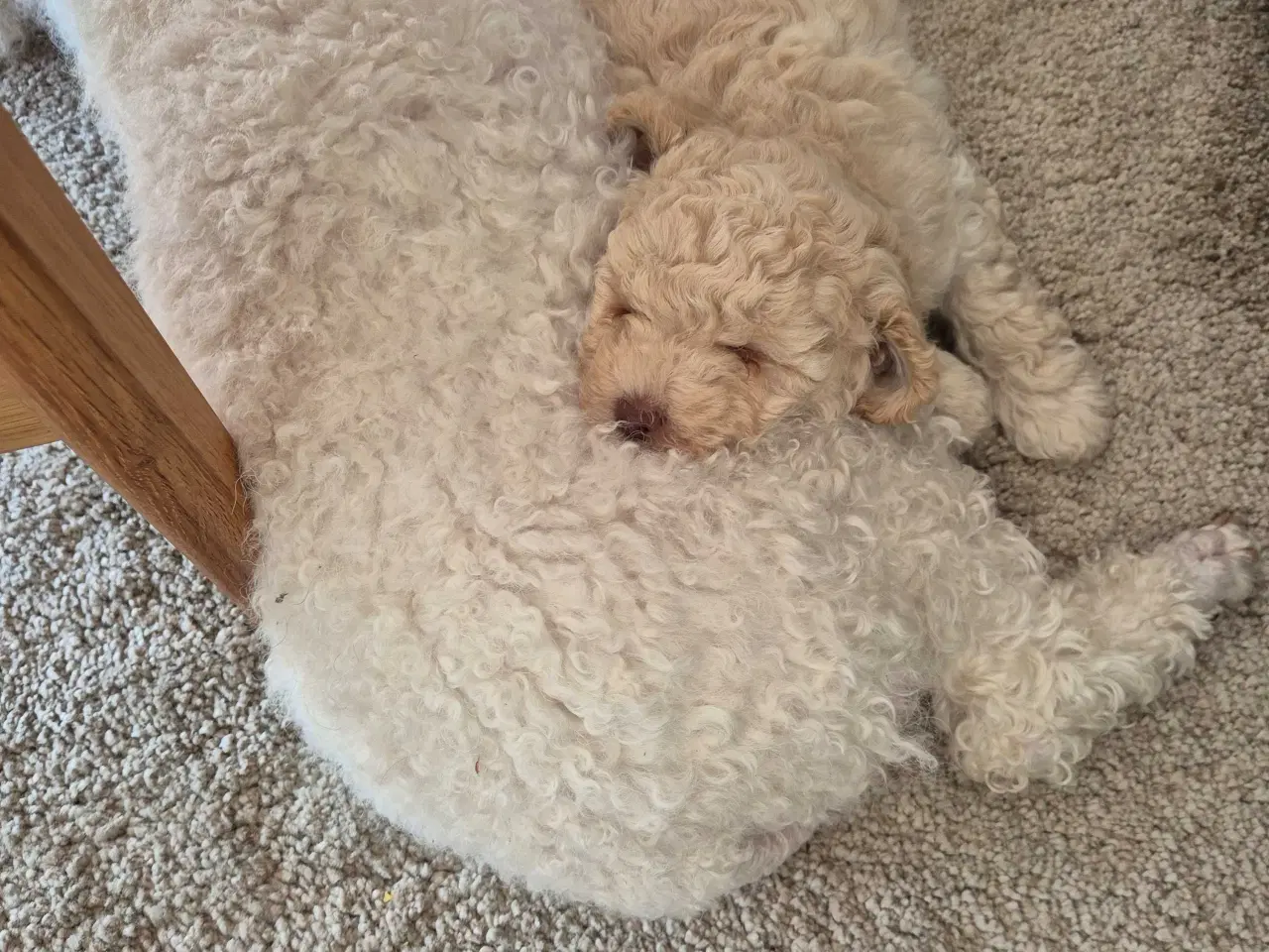 Billede 3 - Den skønneste dværgpuddel 