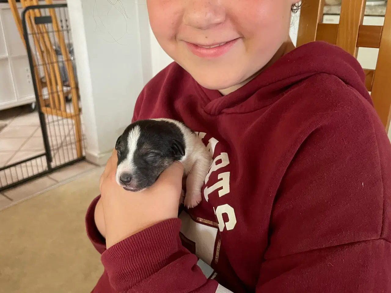 Billede 3 - Dansk svensk Gårdhund hvalpe 