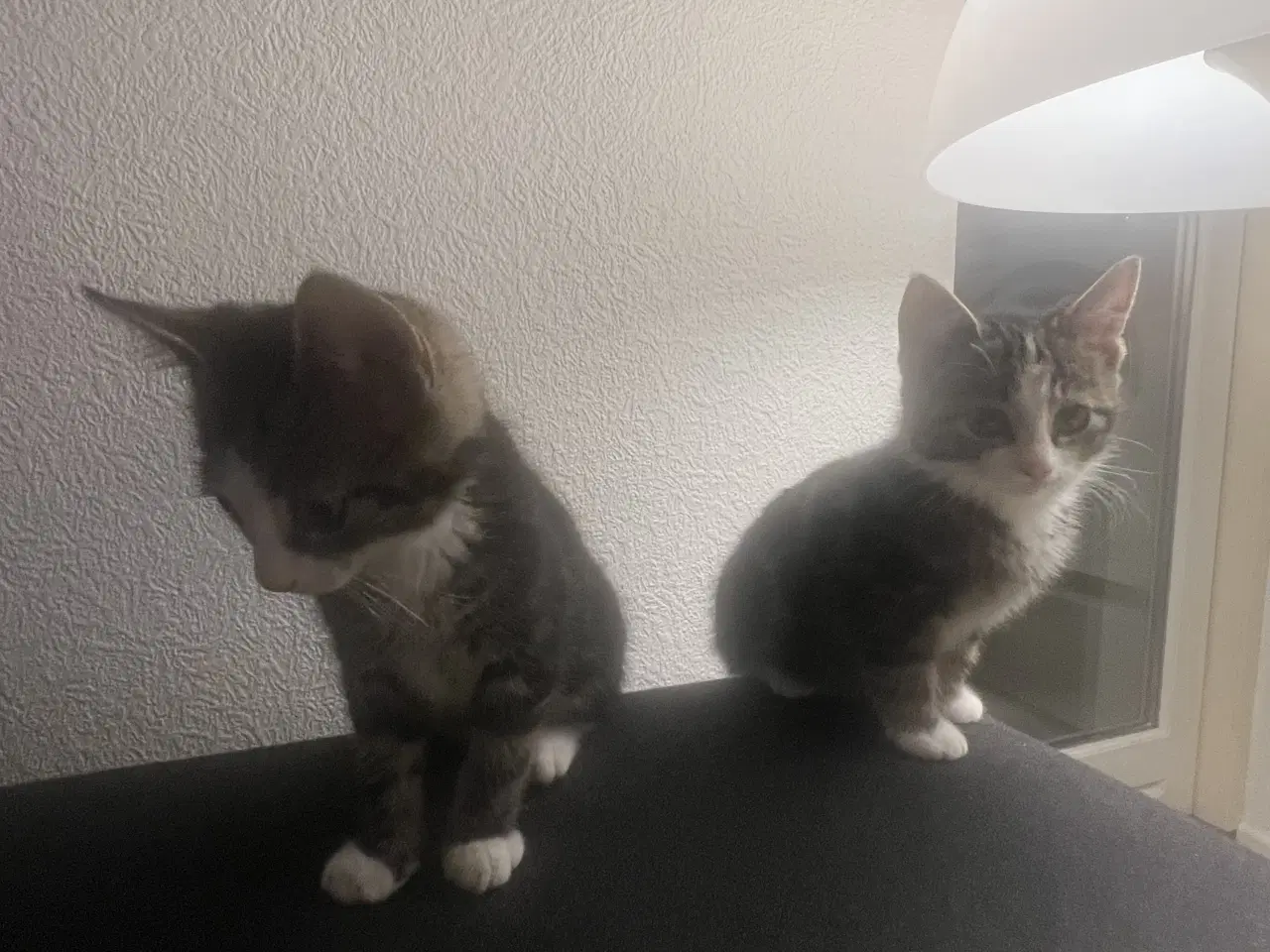 Billede 4 - 2 søde kattekillinger 