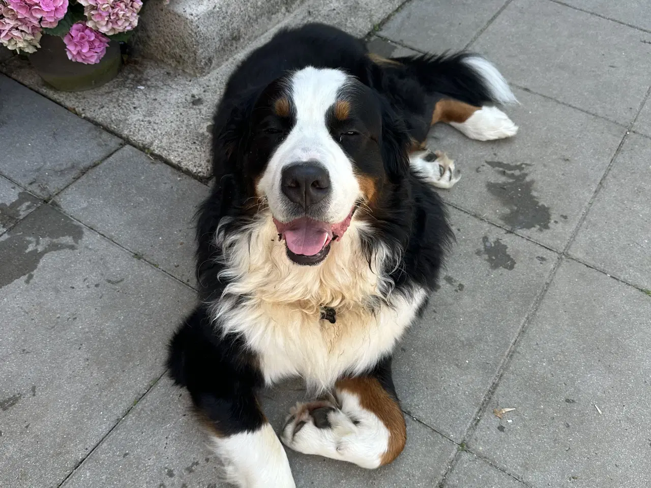 Billede 8 - Berner Sennen & Labrador - Bedækning tilbydes