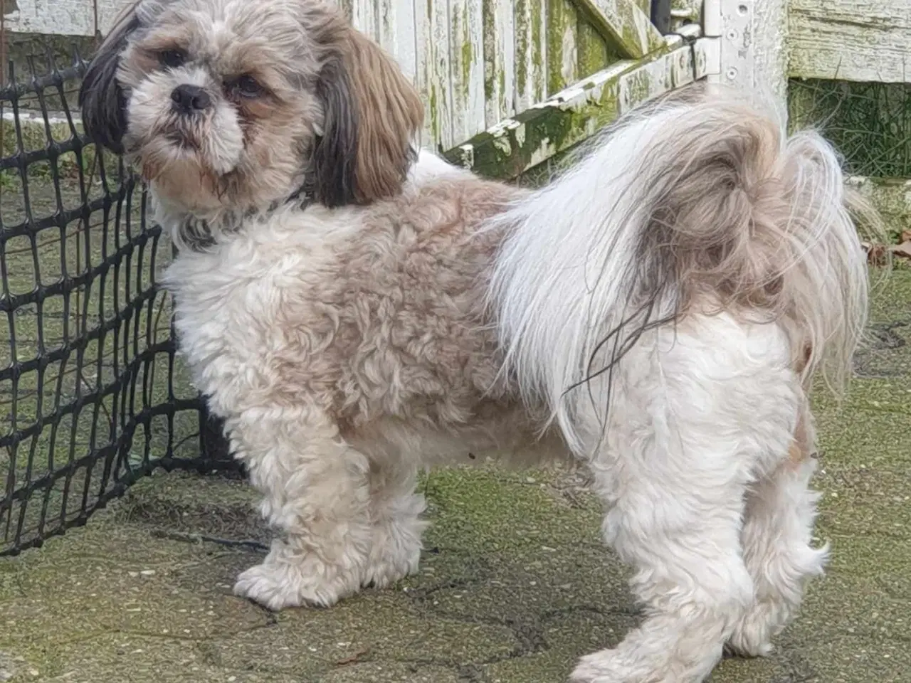 Billede 3 - Shih Tzu tilbydes til avl