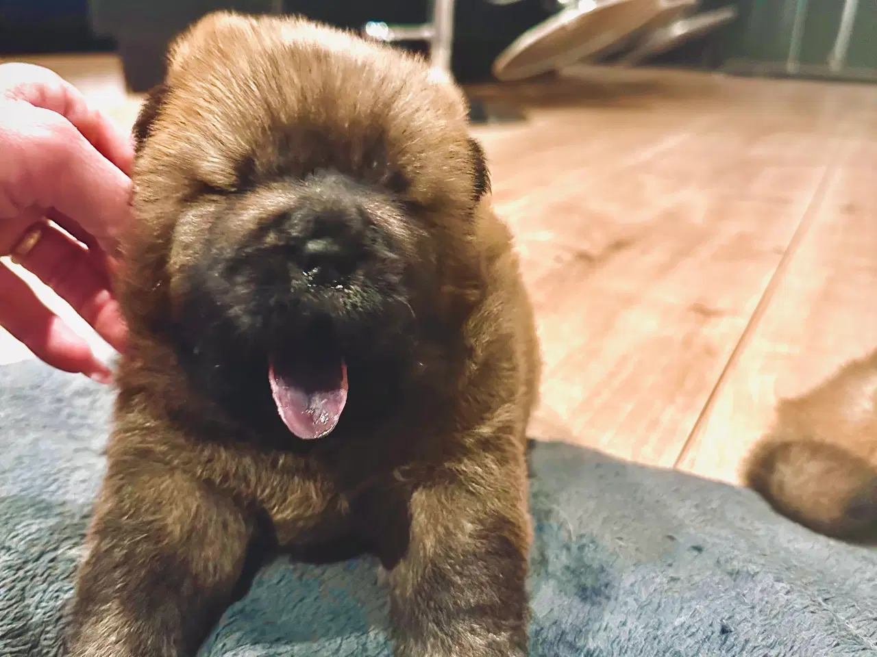 Billede 6 - Chow chow Hvalpe 