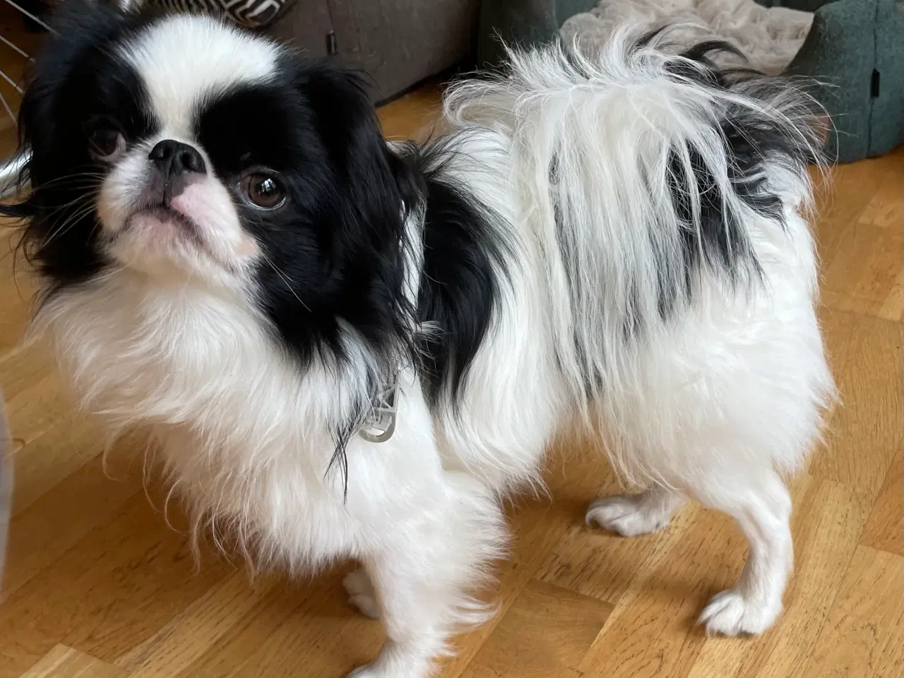 Billede 3 - Japanese Chin han unghund (16-17 mdr.)