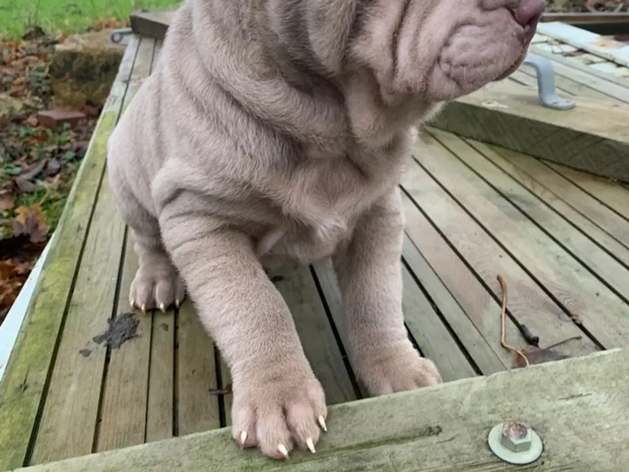 Billede 3 - Shar pei han