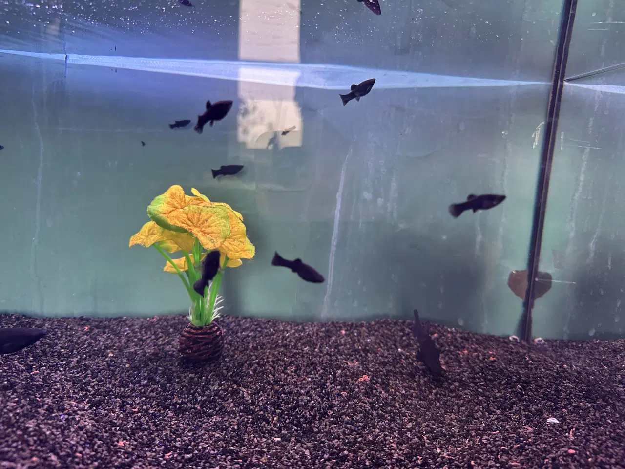 Billede 2 - Sort Molly unger 