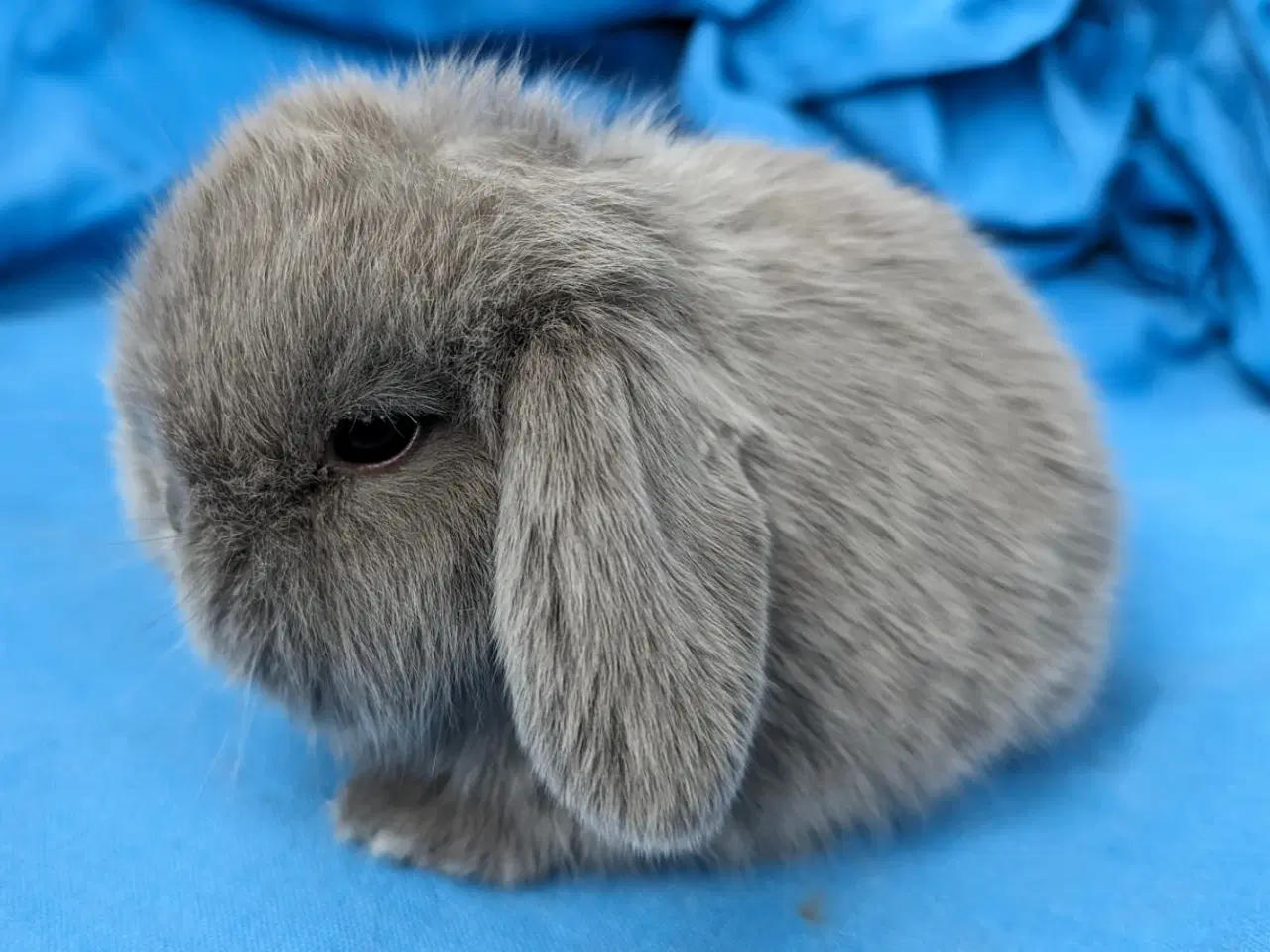 Billede 1 - Minilop kaninunge sælges