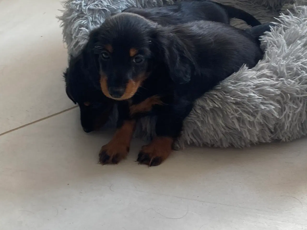 Billede 4 - Gravhundehvalpe langhårede miniaturer