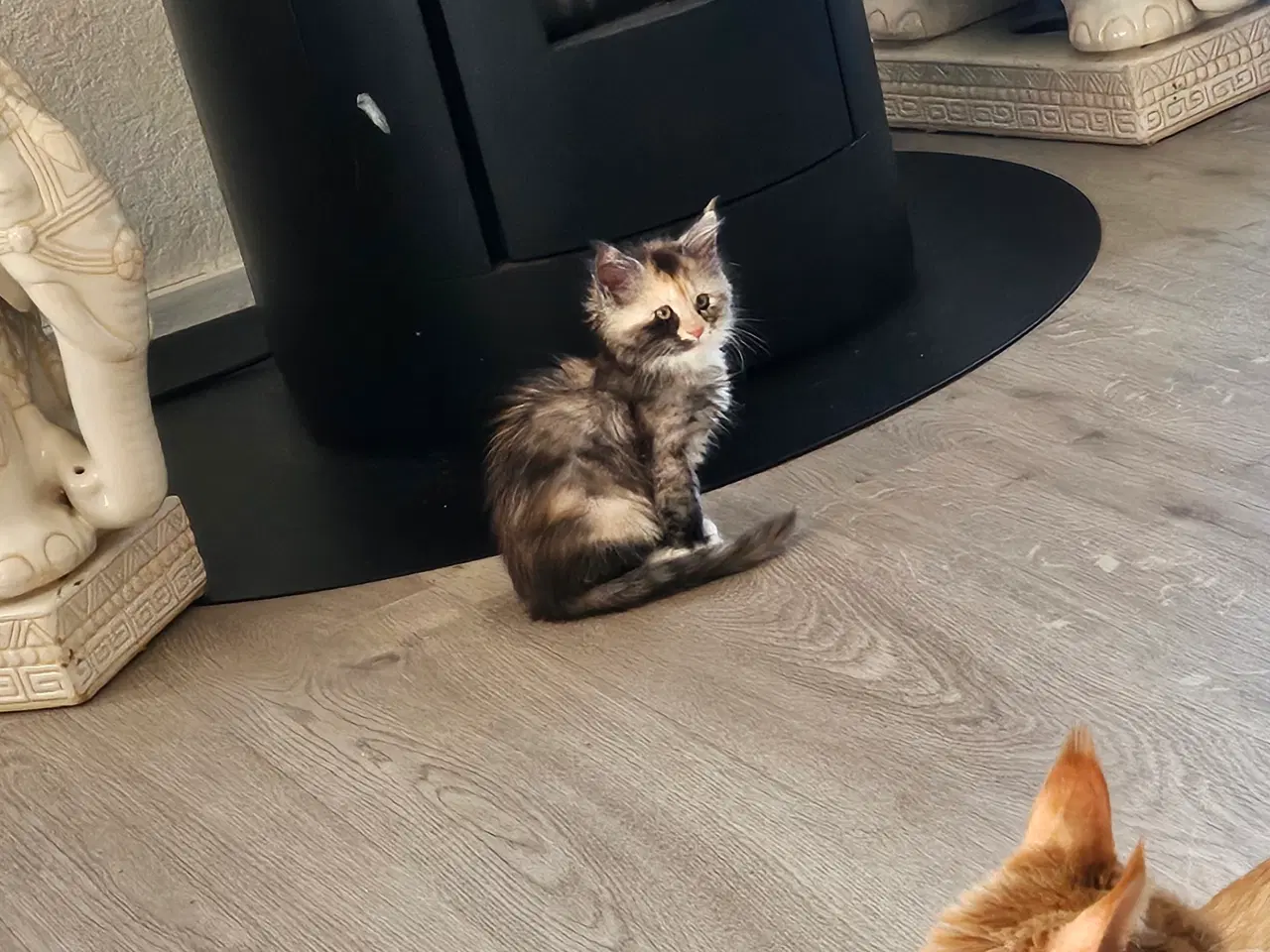 Billede 3 - Maine coon killing