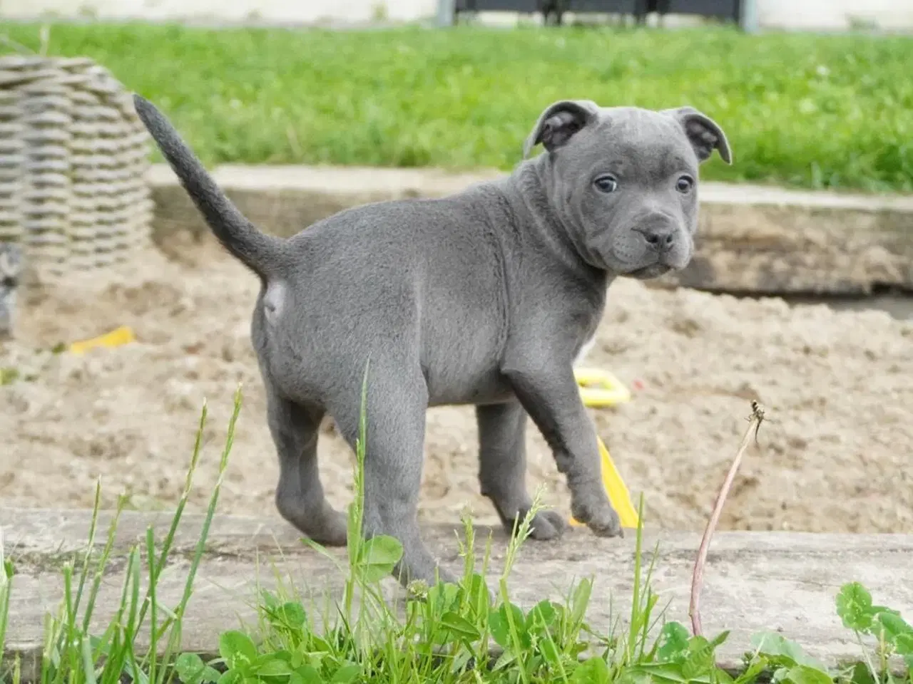 Billede 3 - Engelsk staffordshire bullterrier