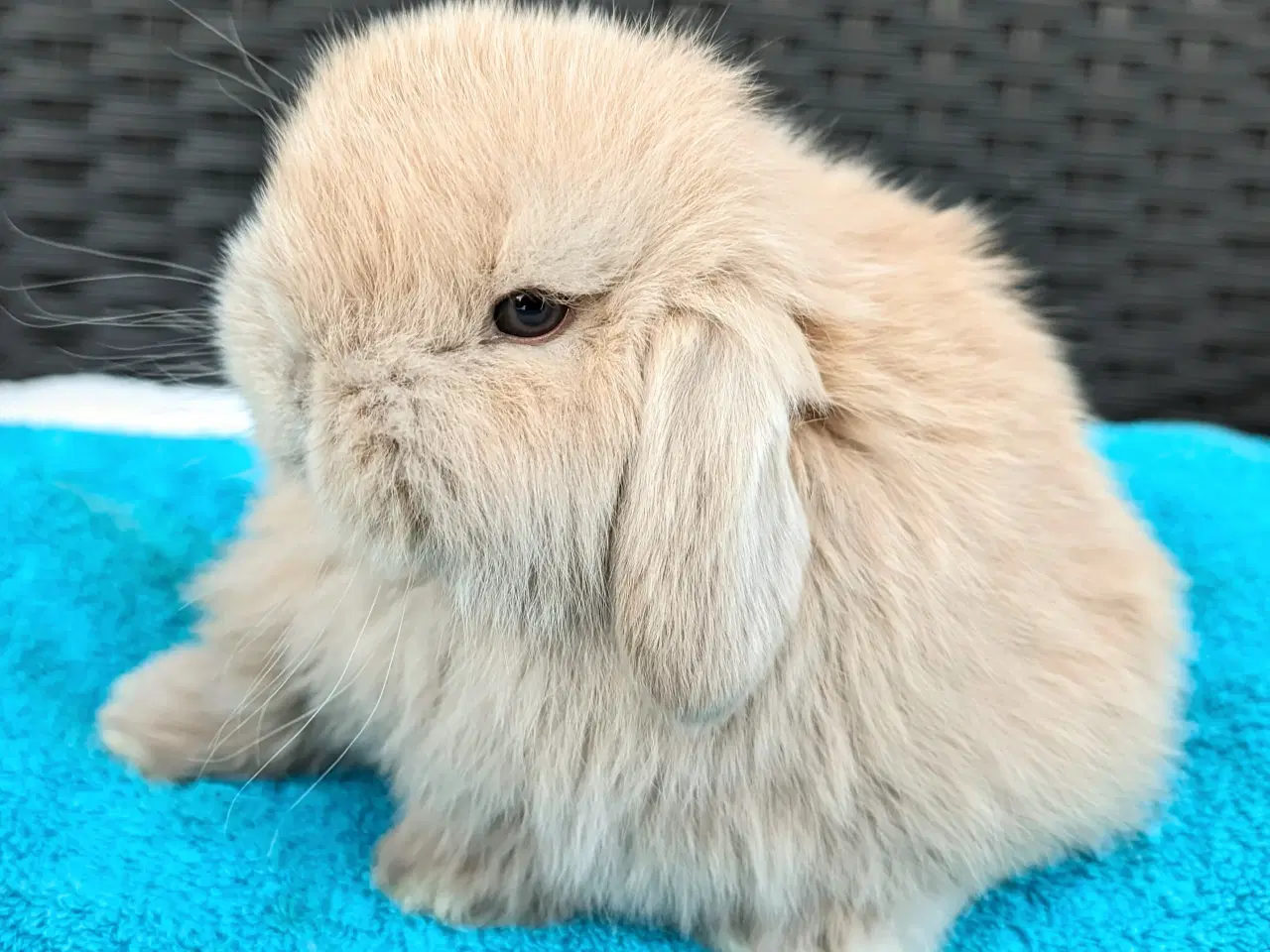 Billede 4 - Minilop kaninunge sælges 