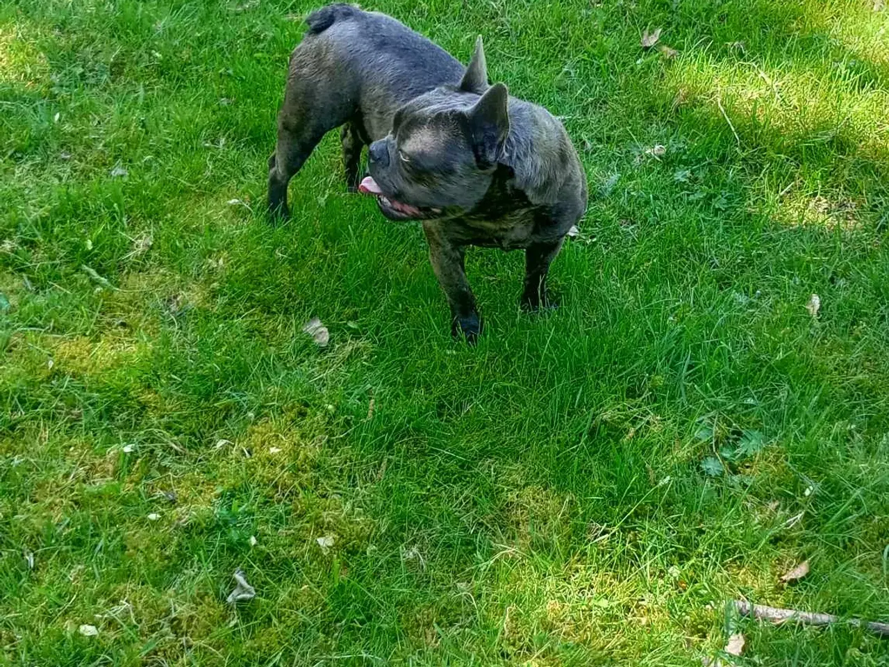 Billede 8 - Fransk bulldog han m stambog