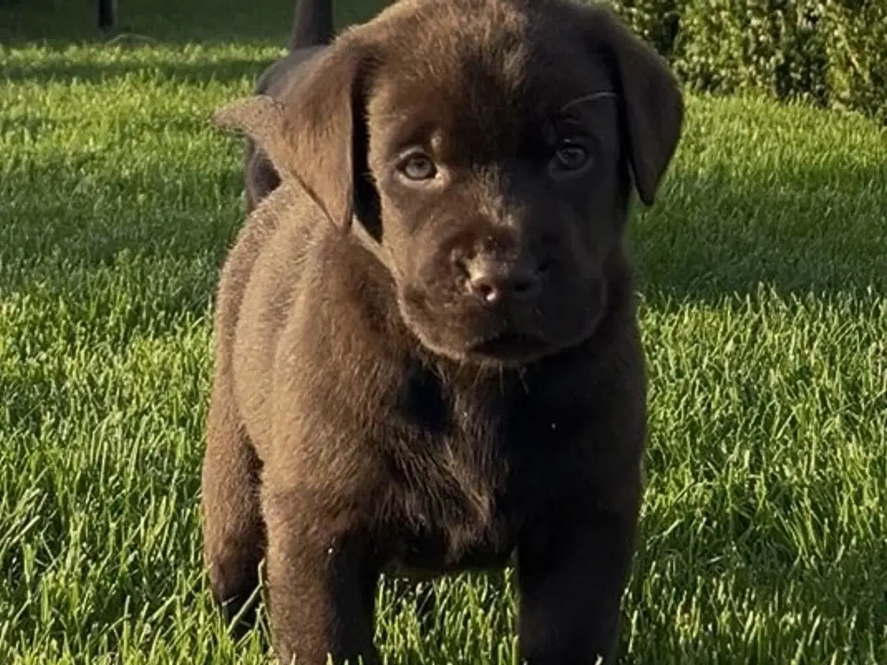 Billede 1 - Brun labrador hvalp m stamtavle og sundeste gener