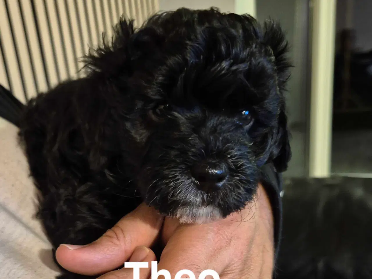 Billede 8 - Havapoo  F1-hvalpe
