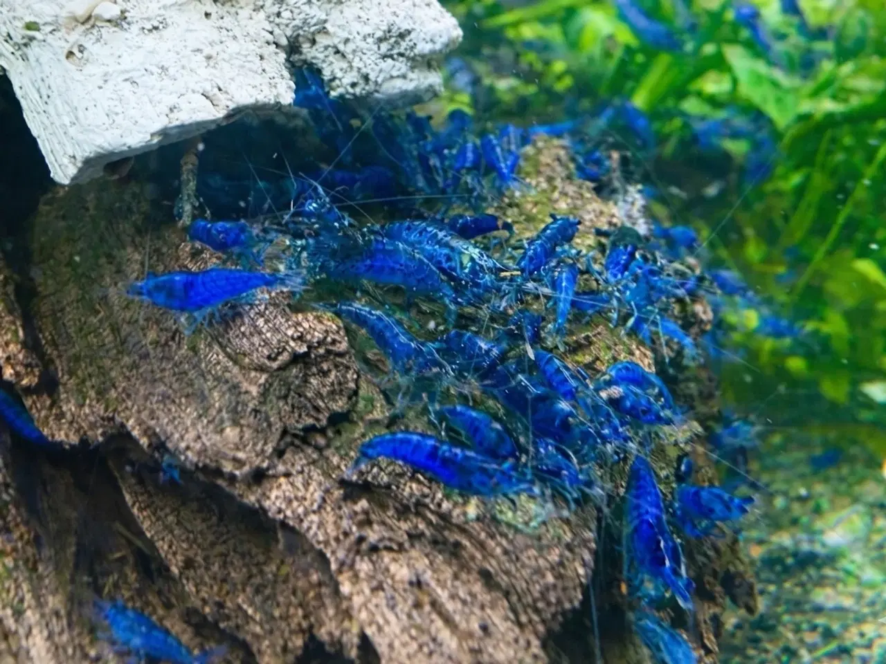 Billede 2 - 💙Flotte blå rejer