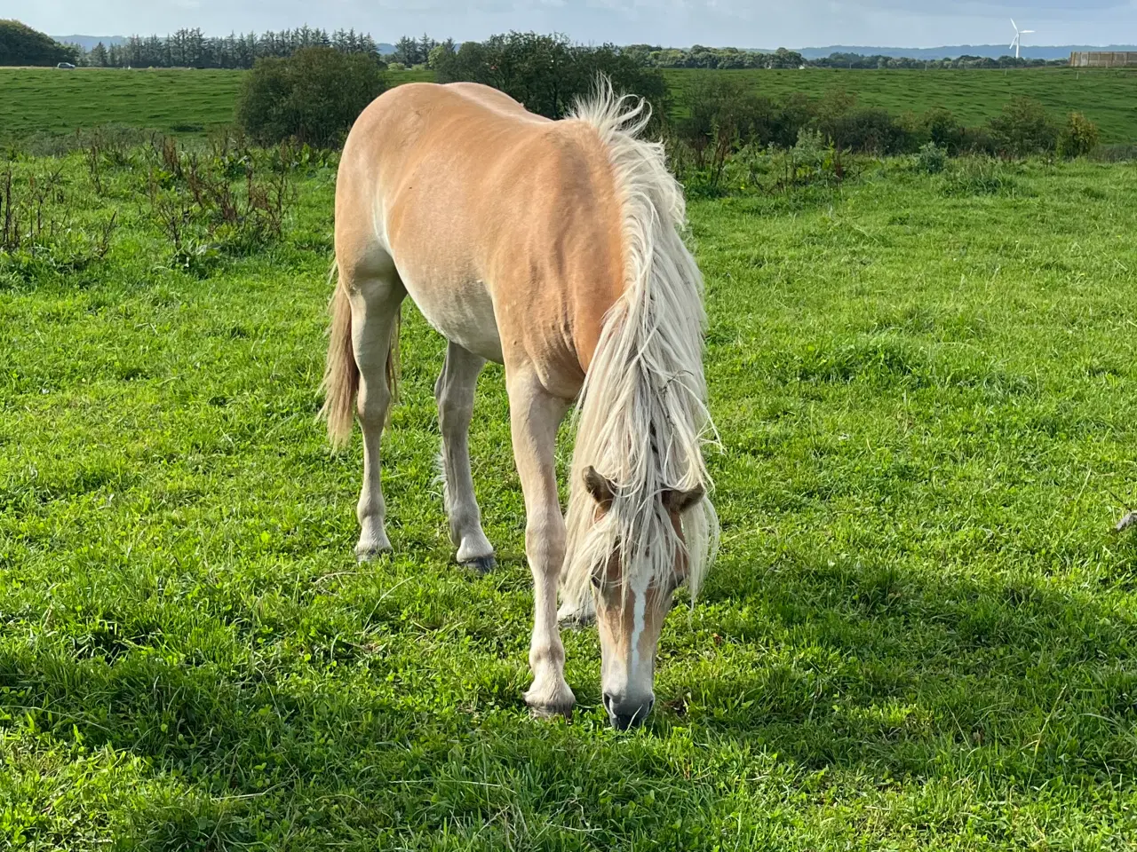 Billede 3 - Utrolig smuk 1 års haflinger hoppe. 