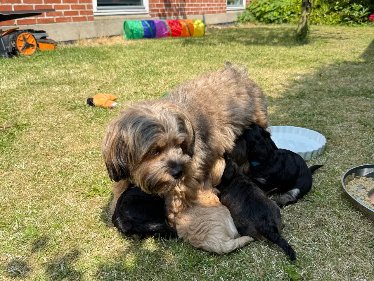 Billede 6 - Bichon Havanais hvalpe 