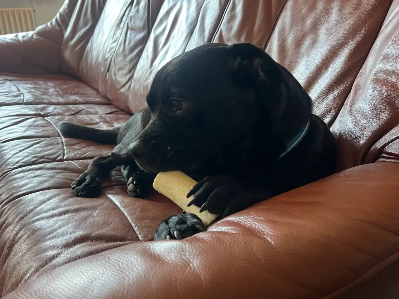 Billede 1 - Balter - labrador/fransk bulldog