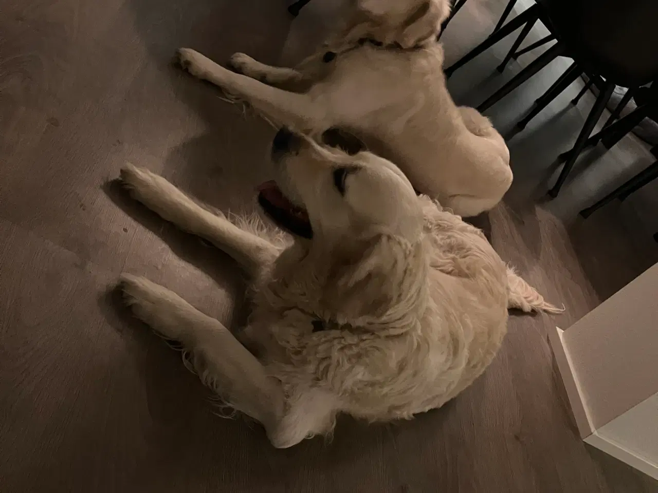 Billede 5 - Golden retriever