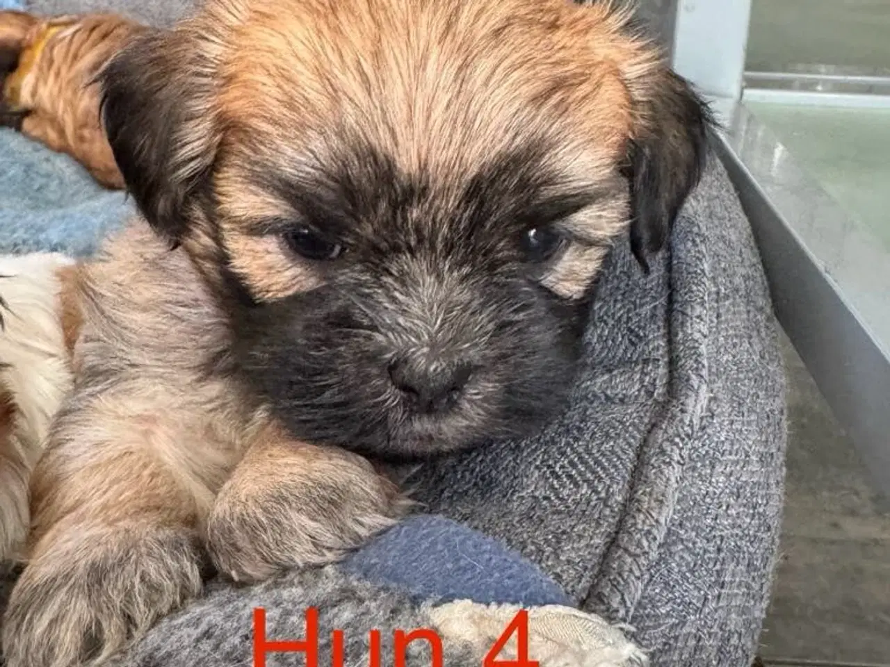 Billede 2 - Lhasa apso/Bichon Havanais hvalpe
